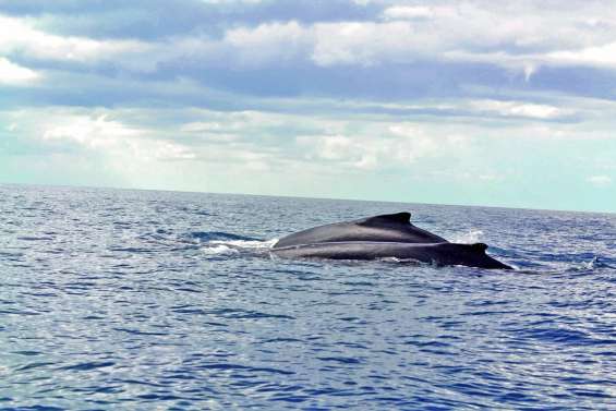 Le code de l’environnement du Sud évolue