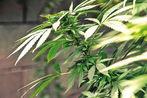 82 pieds de cannabis retrouvés chez lui, « c’était pour ma consommation personnelle »