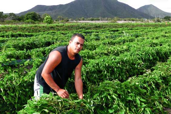 L’igname, de la tradition à la production