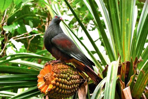 Interdiction totale de la chasse au notou dans le parc des Grandes Fougères