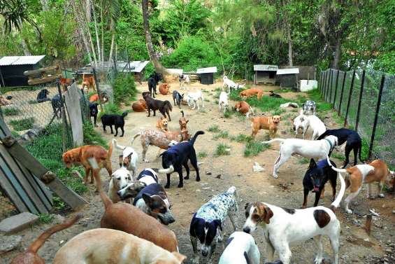 Quelle solution pour la centaine  de chiens accueillis par l’AAAC ?