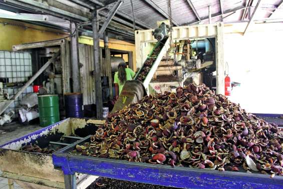 Ouvéa est confrontée à une forte baisse de la production de coprah