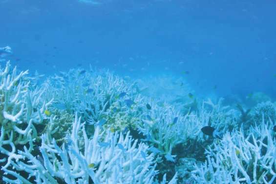 Les coraux les plus au sud du globe touchés par le blanchissement