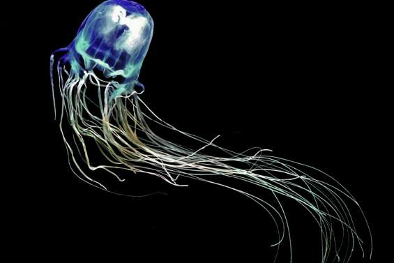 Antidote à la piqûre mortelle de méduse-boîte