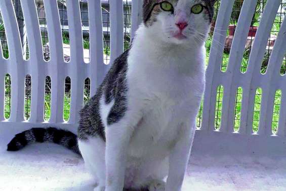 Ils cherchent un maître