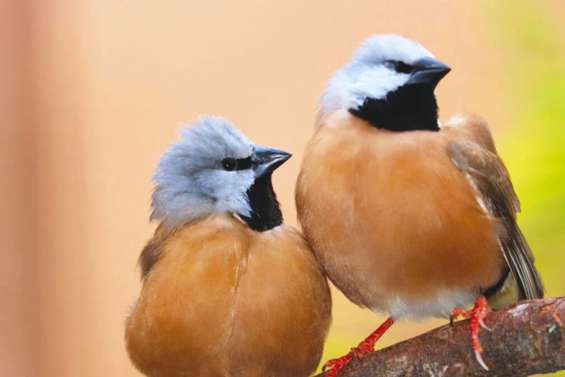 Le tout petit oiseau qui bloque le mégaprojet minier Adani