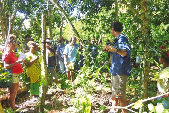 Les planteurs de vanille se penchent sur l’export