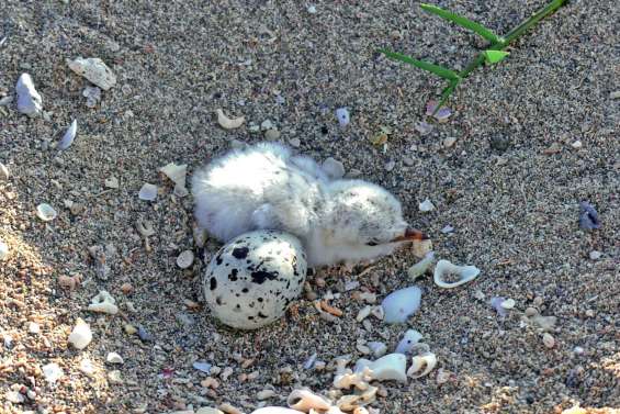 Les sternes néréis sont de retour dans le lagon Nord-Ouest