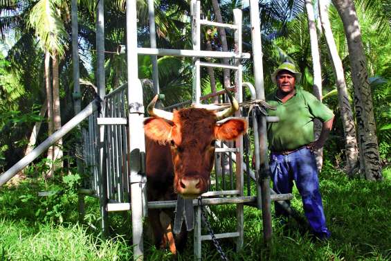 La campagne d’insémination artificielle bovine a débuté