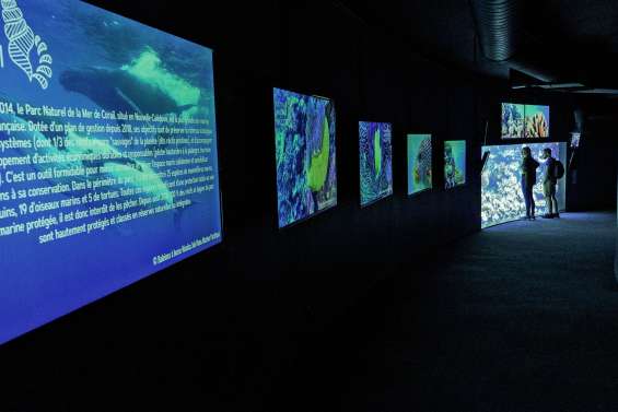 La richesse du Pacifique à l’honneur à l’Aquarium de Paris