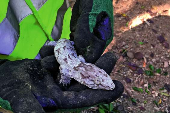 Le déménagement d’un gecko aux Grottes
