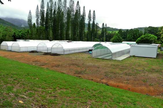 Etablie à Saint-Louis, la biofabrique se duplique à Port-Laguerre