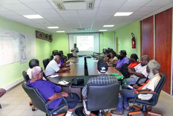 La lutte contre le brontispa nécessite plus de soutien