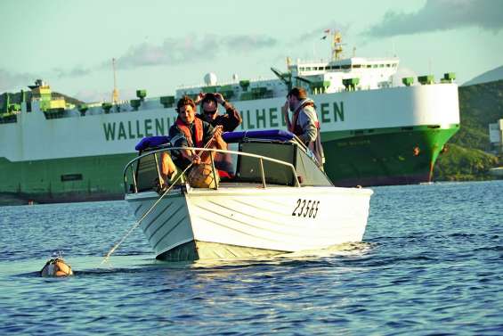 Risque requin :  des associations et des ONG interpellent province Sud et mairie de Nouméa