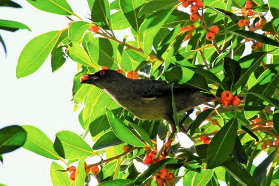 Un couple de stournes calédoniens au Ouen Toro