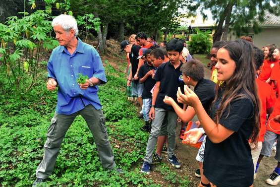 Les collégiens découvrent les vertus des plantes sauvages
