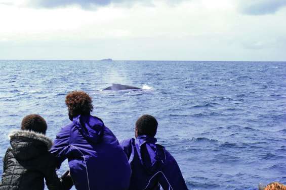Une formation aux bonnes pratiques d’observation des baleines