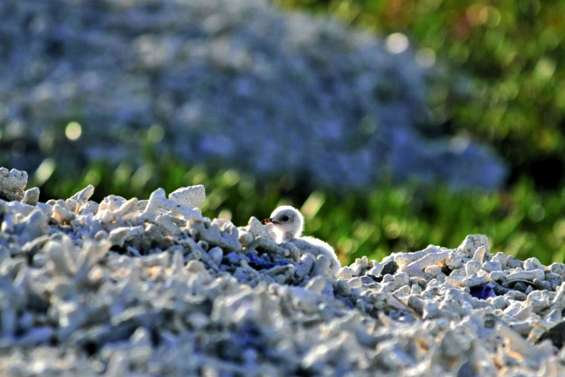 Adopter les bons réflexes pour sauver  les sternes néréis