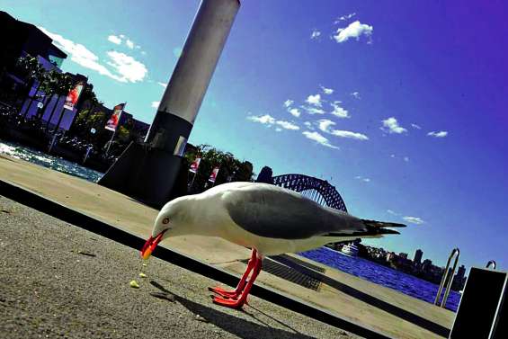 Des mouettes porteuses d’infections