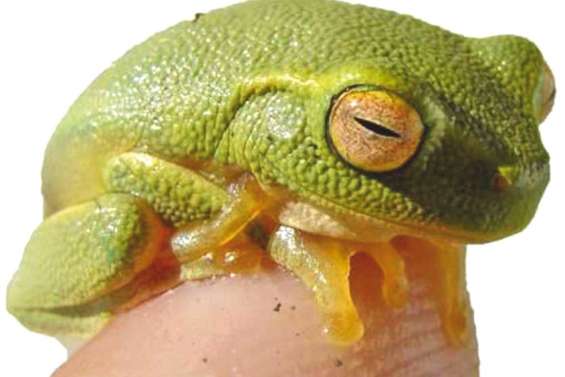 Appel à la vigilance après la découverte d’une grenouille australienne envahissante