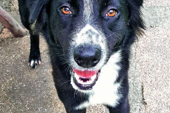 Ils cherchent un maître