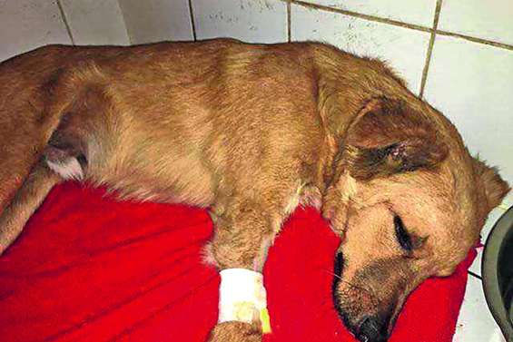 Condamné à six mois de prison ferme pour avoir maltraité un chiot 