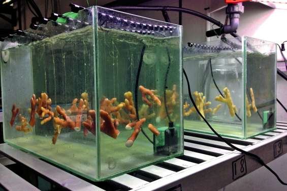 Les coraux, même blanchis, se régalent de micro-algues