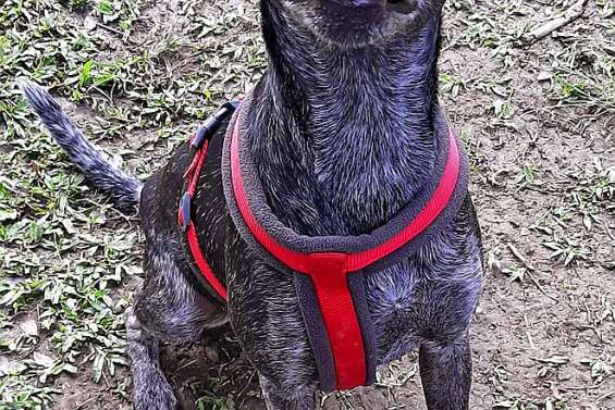 Ils cherchent un maître