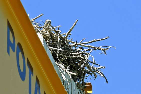Boulari : un chantier interrompu par un nid d’aigles pêcheurs