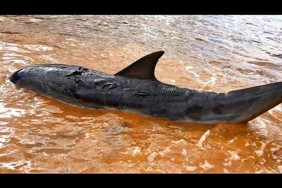 Dauphins échoués à Prony : l'autopsie ne révèle « rien d'anormal »