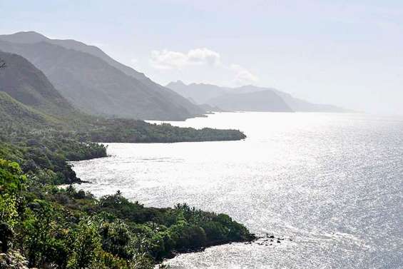 Les conifères de la Côte oubliée étudiés à la loupe