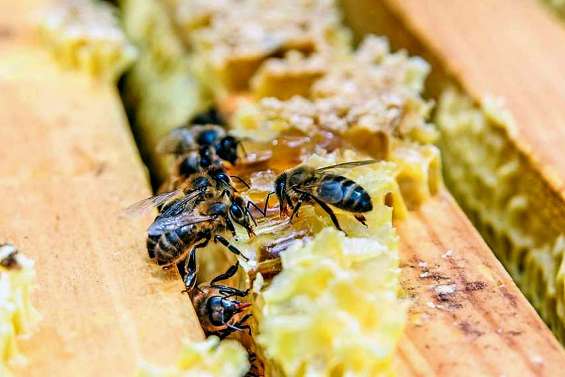 Première édition du concours de miels de Calédonie