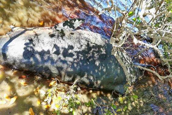 Cachalot échoué à Pouébo, un phénomène encore inexpliqué