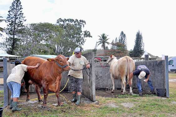 Derniers préparatifs pour la foire