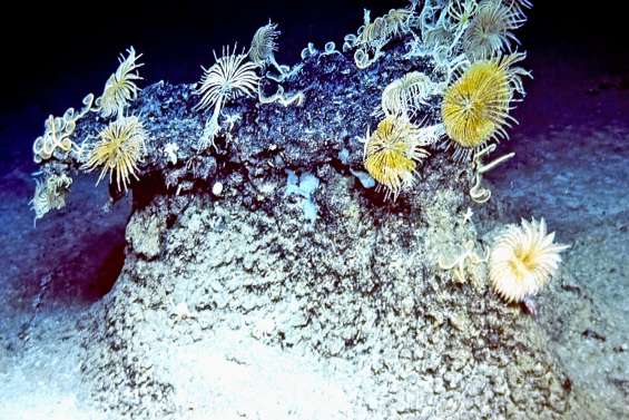 Kanadeep II : un éclairage sur la vie au fond des mers