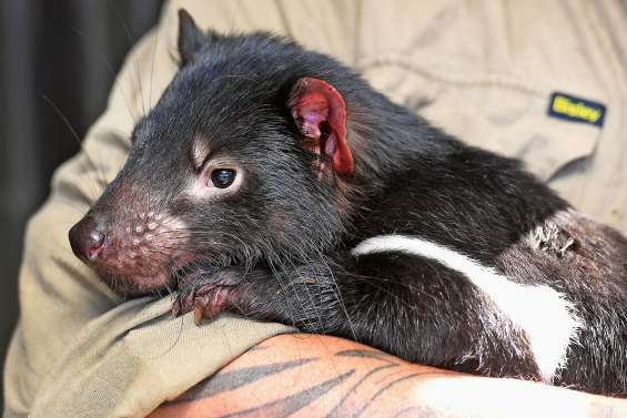 Le diable fait de la résistance