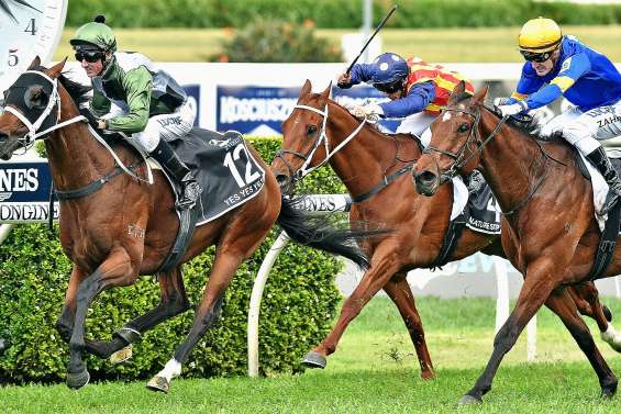 On achève mal les chevaux de course : le reportage qui choque l’Australie