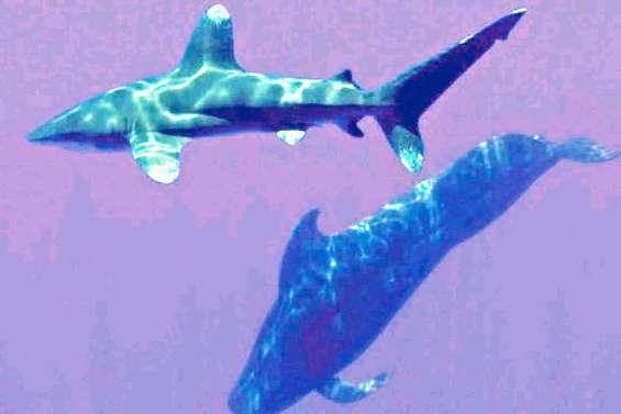 L’attaque de requin à Moorea  crée une onde de choc