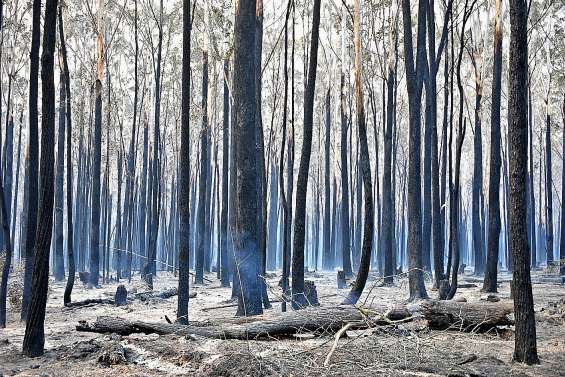 Incendies : Sydney se prépare à affronter une situation « catastrophique »