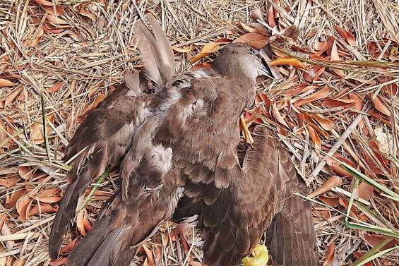 Un dépôt de plainte après le massacre de puffins à Franco