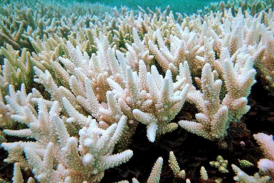 La période de reproduction de la Grande Barrière a commencé