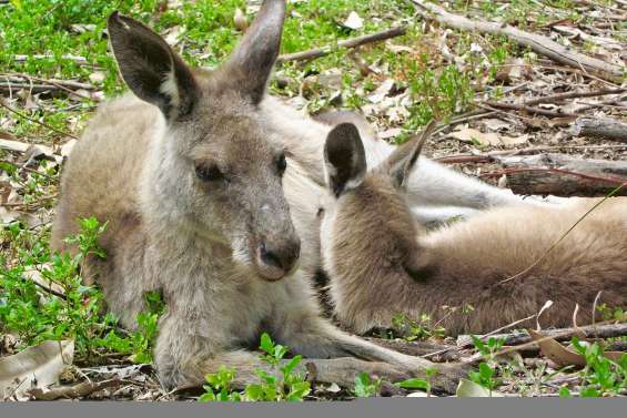 Il s’amusait à tuer des kangourous