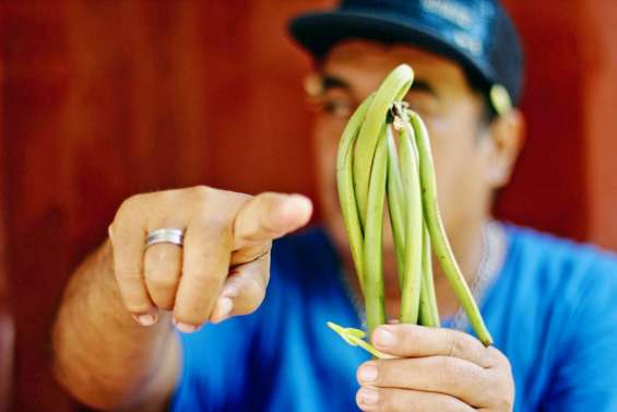 A plus de 50 000 francs le kilo,la vanille de Tahiti se fait rare