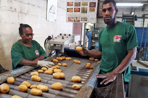 La campagne pommes de terre 2019 est un succès