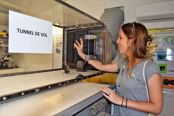 Bientôt une solution naturelle contre les papillons piqueurs de fruits ?