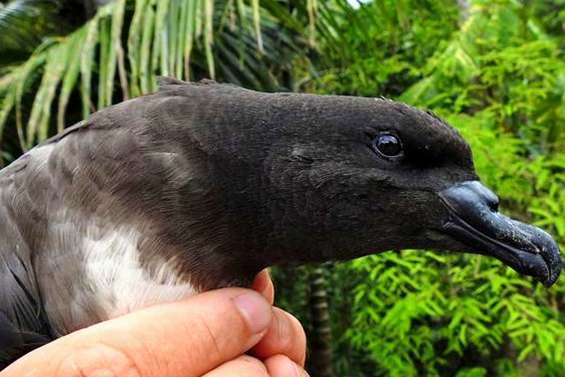 Un pétrel échoué secouru à Farino
