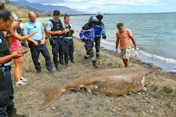 Un appel à témoins sur la présence de requins