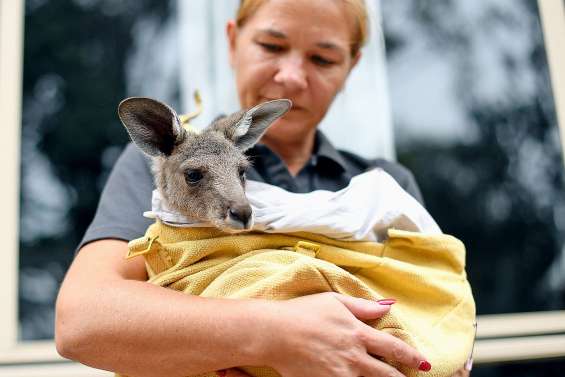 Les feux de forêt pourraient être fatals à certaines espèces