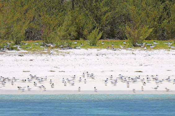 Des milliers de sternes  chassées par des plaisanciers
