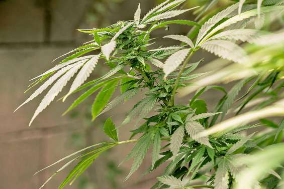 Ils trafiquaient des stupéfiants en famille